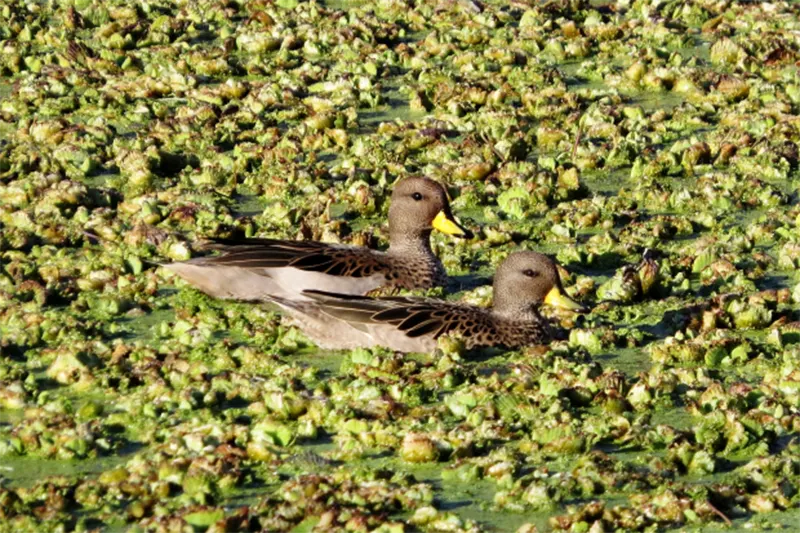 AVES